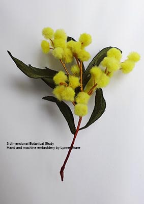 Acacia pycnantha S3